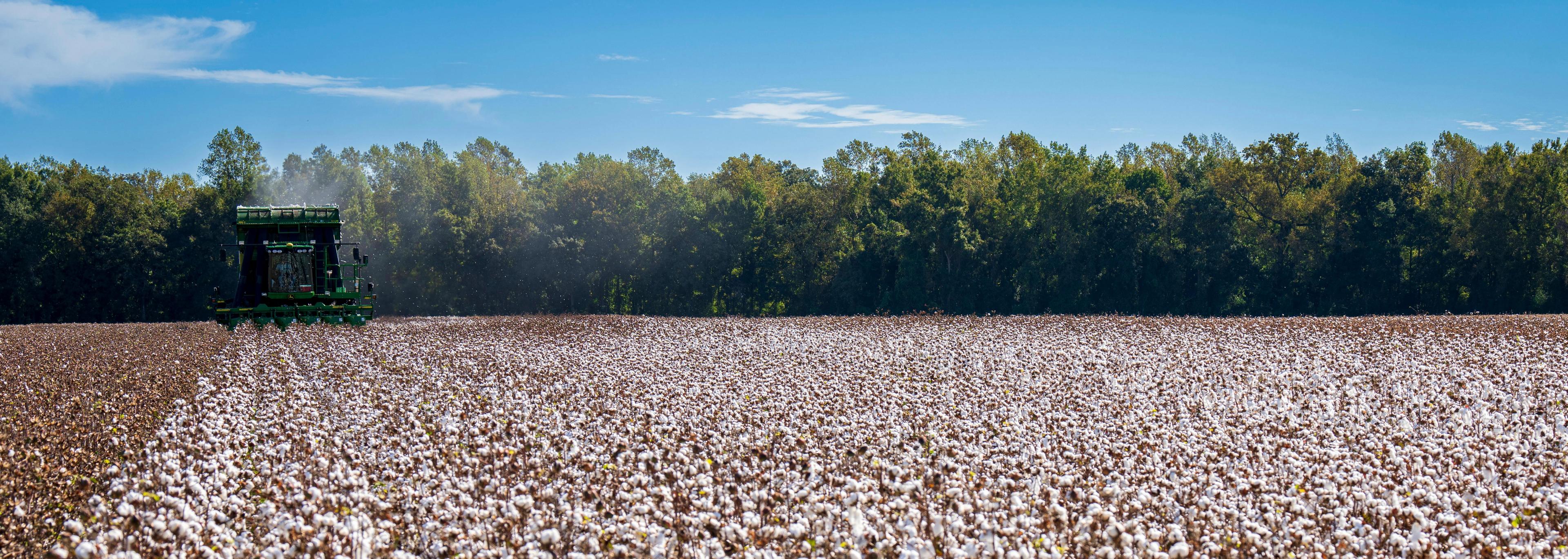 Close-up of fluffy white cotton bolls on cotton plant branches